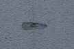 DSC00550